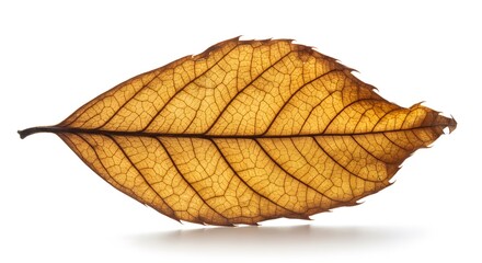 Dry leaf