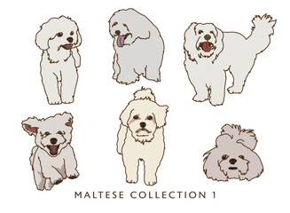 Maltese Color Illustrations 1