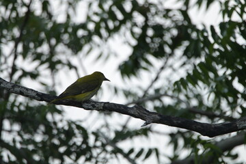Obraz premium Sri Lankan Birds in the Wild. 