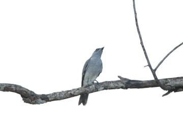 Sri Lankan Birds in the Wild. 