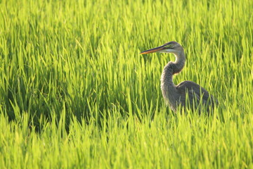 Sri Lankan Birds in the Wild. 