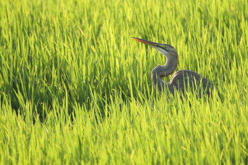 Sri Lankan Birds in the Wild. 