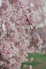 枝垂れ桜咲き乱れ