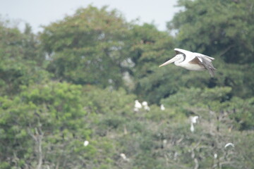 Sri Lankan Birds in the Wild. 