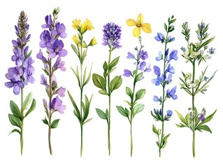 Obraz premium A watercolor painting showcases a collection of vibrant wildflowers with purple, yellow, and blue blossoms on white background.
