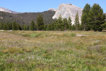The exposed granite face of Lembert dome rises steeply above Tuolumne meadows in Yosemite National...