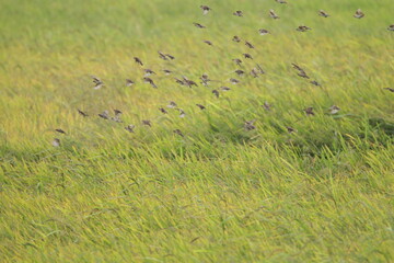 Sri Lankan Birds in the Wild. 