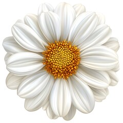 A pristine white daisy with a vibrant golden center blossoms in full bloom on a pure white background.