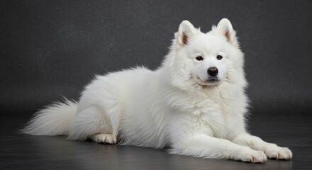 Naklejka premium Majestic Samoyed Dog on Dark Background