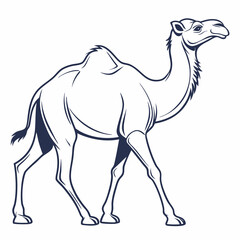Camel vector illustration