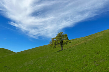 Lush green hillside under a vibrant blue sky with a solitary tree