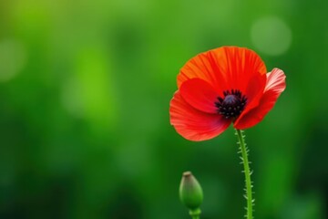 Fototapeta premium Single scarlet poppy against verdant backdrop, bright, stock, red poppy