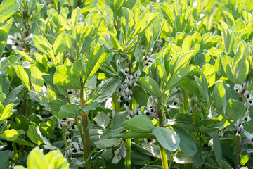 broad bean plant (Vicia faba) flower in the spring