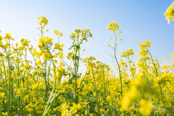 Blossoms rape field in spring 