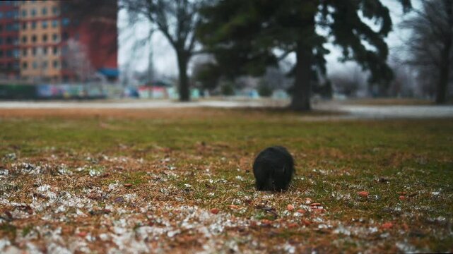 Black squirrel foraging on grass in autumn park, urban wildlife with parallax motion