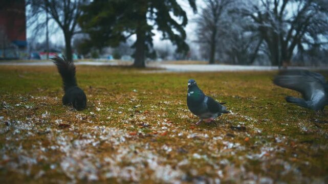 Dove and black squirrel foraging on grass, parallax wildlife scene in autumn park
