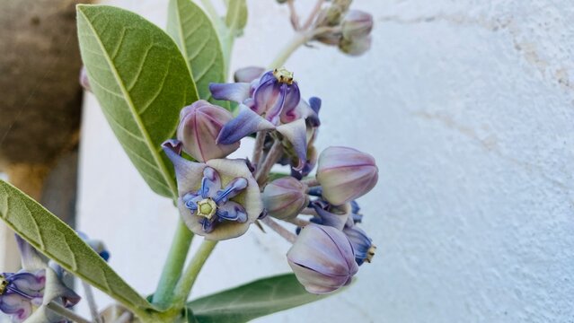 closeup shot of aak flower with leaves and buds