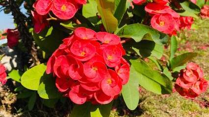Close up shot of Euphorbia milli with leaves in the garden