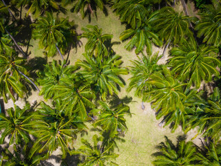 Aerial top down view of lush jungle vegetation and palm trees in Palawan island, Philippines. Aerial drone view