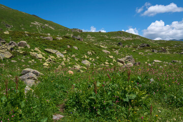 Alpine meadows on the slope of the Arkasar ridge in the mountains of the North Caucasus on a sunny summer day, Arkhyz, Karachay-Cherkessia, Russia © Ula Ulachka