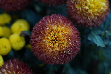Chrysanthemum × morifolium, commonly known as the florist's chrysanthemum or garden mum, is a hybrid species from the Chrysanthemum genus. It's widely cultivated for its vibrant and diverse flowers