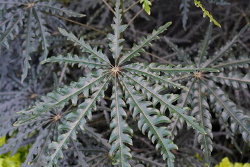 evergreen tree, science, agriculture, ornamental plant, botanic, branch, macr, flower pot, inflorescence, false aralia, equine plant, beautiful, natural, flower, fresh, leaf, houseplant, growth, garde