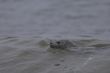 Harbor Seal (Phoca vitulina richardii) Swimming at Rialto Beach, WA
