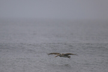 Brown Pelican (Pelecanus occidentalis) at Rialto Beach, WA
