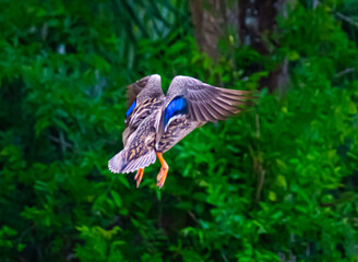 Mottled Duck in flight