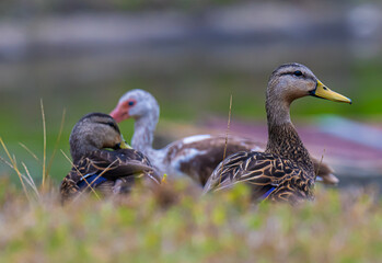 Mottled ducks and white ibis