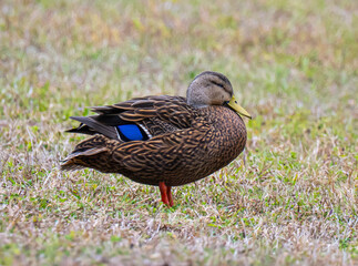 Mottled duck portrait 
