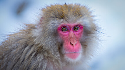 Fototapeta premium Japanese Macaque Portrait Winter Fur and Striking Gaze