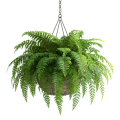 A 3D Fern Plant in a Hanging Basket Cascading L Isolated on Transparent Background