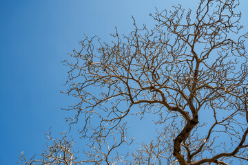 dry branch tree blue sky background
