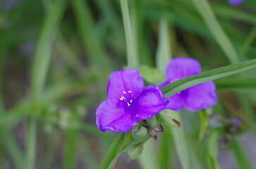 ムラサキツユクサの花
