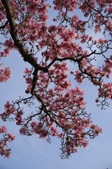 Springtime magnolia blossoms in Washington, DC