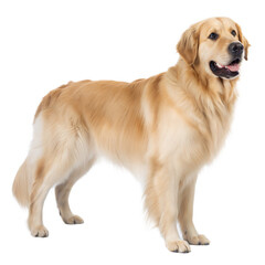Obraz premium Golden Newfie AI Generated Image