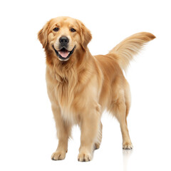 Golden  Newfie AI Generated Image
