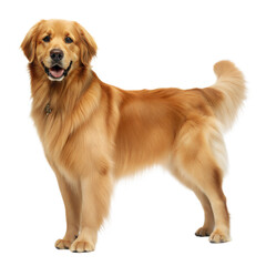 Obraz premium Golden Newfie AI Generated Image