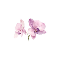 Obraz premium A delicate pink and purple orchid blooms isolate background