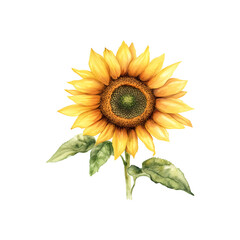 Fototapeta premium Bright sunflower watercolor illustration with detailed petals and leaves.