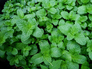 Fresh Peppermint leaves background. Green organic mint