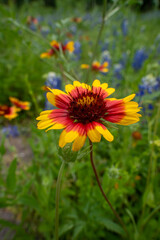 close up photography of blanket flower in Houston, Texas