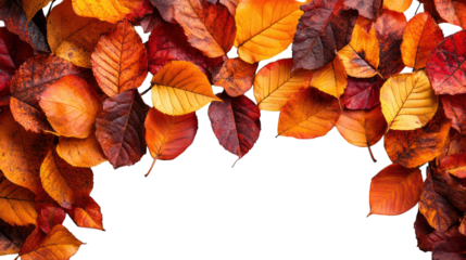 Autumn fall leaves on a white background