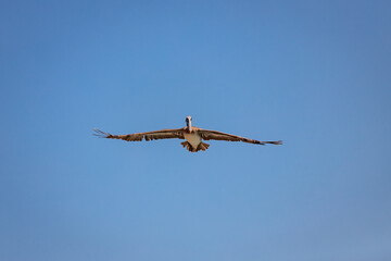 Pélican en vol sous un ciel bleu