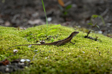 lagartija observando