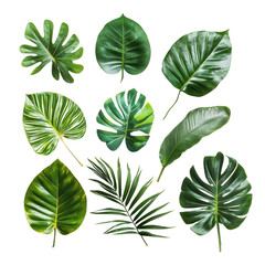 Fototapeta premium Vibrant Foliage: A collection of lush, green tropical leaves showcased, highlighting a variety of shapes, textures, and sizes, perfect for adding a touch of nature to any project.