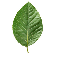 Obraz premium Green Leaf: A close-up shot of a vibrant green leaf showcases the intricate details of its veins and textures, a testament to nature's exquisite artistry.