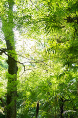 Fototapete bei efototapeten.de bestellen   