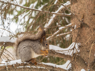 The squirrel with nut sits on tree in the winter or late autumn